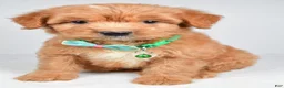 Mixed Breed dogs for sale: Tobias - Ad 1