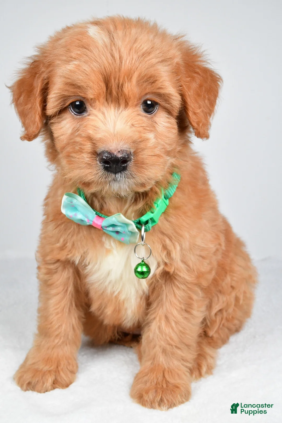 Mixed Breed dogs for sale: Tobias - Ad 1