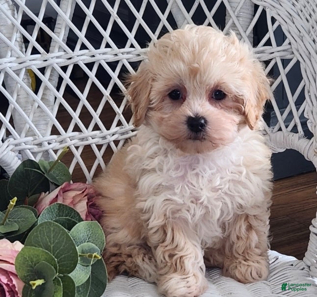 Maltipoo dogs Hannah - Ad 36