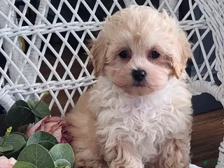 Maltipoo dogs Hannah - Ad 36