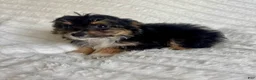 Mixed Breed dogs for sale: Ariel  - Ad 3