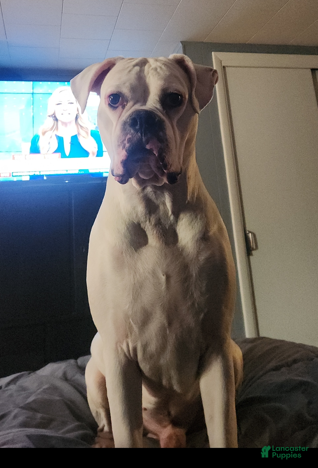 Boxer dogs for stud: Rocky - Ad 2