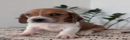 Mixed Breed dogs for sale: Pete - Ad 6