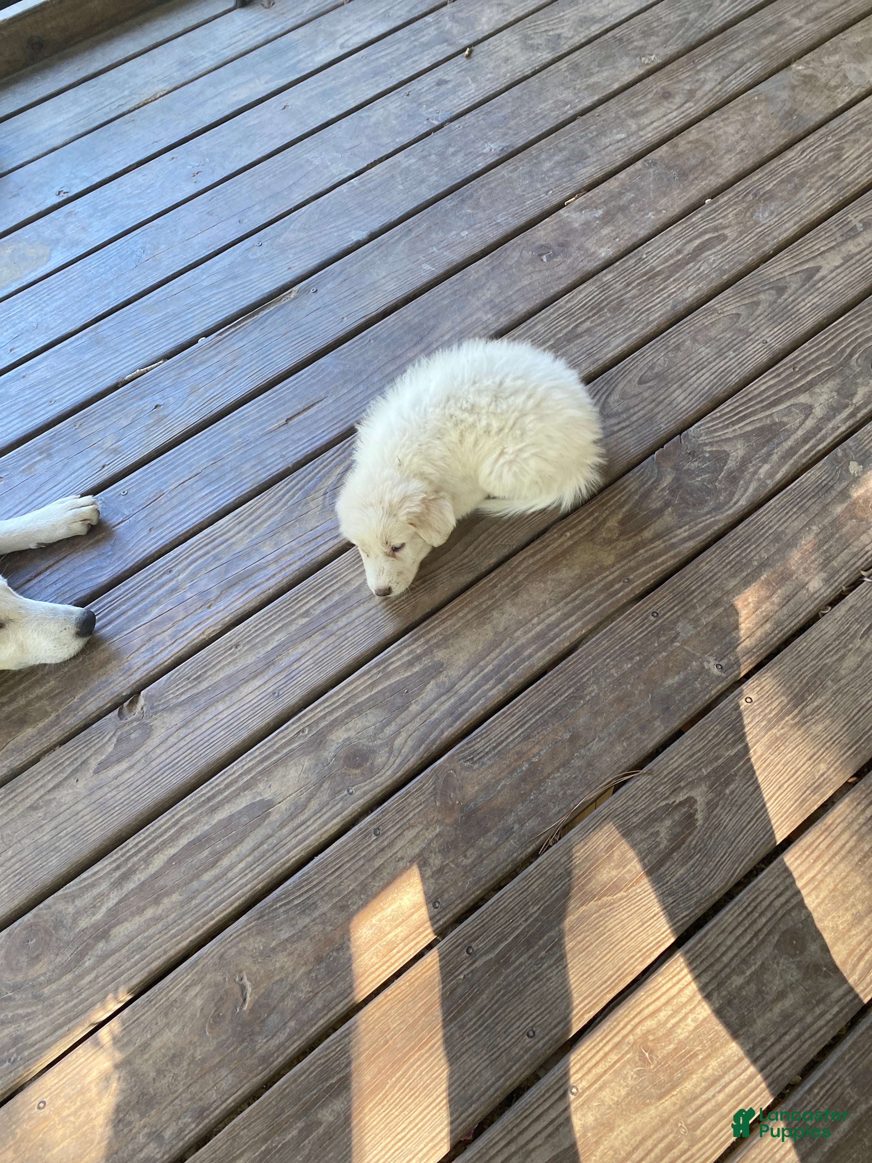 Great Pyrenees dogs for sale: Great Pyrenees 1 - Ad 18