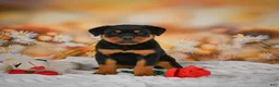 Rottweiler dogs for sale: Macy - Ad 10