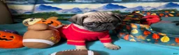 Pug dogs for sale: Moe - Ad 6