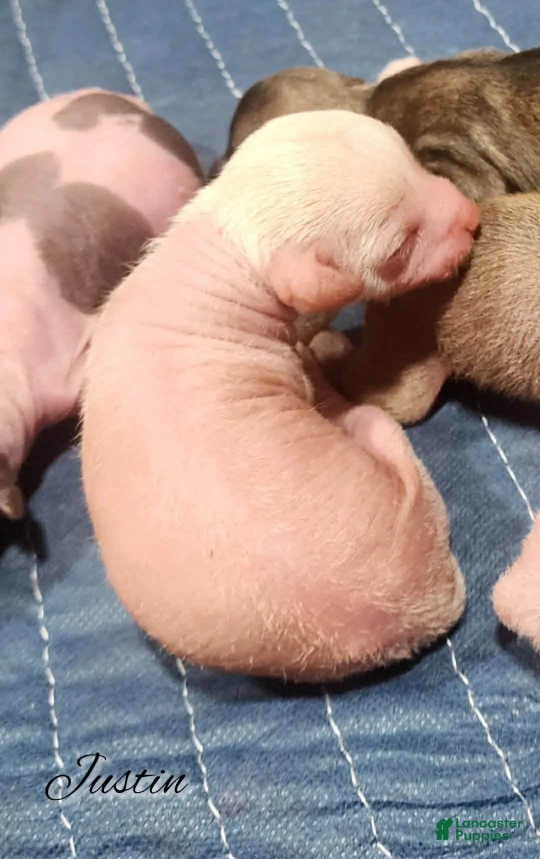 Mixed Breed dogs for sale: Justin - Ad 1