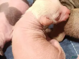 Mixed Breed dogs Justin - Ad 7