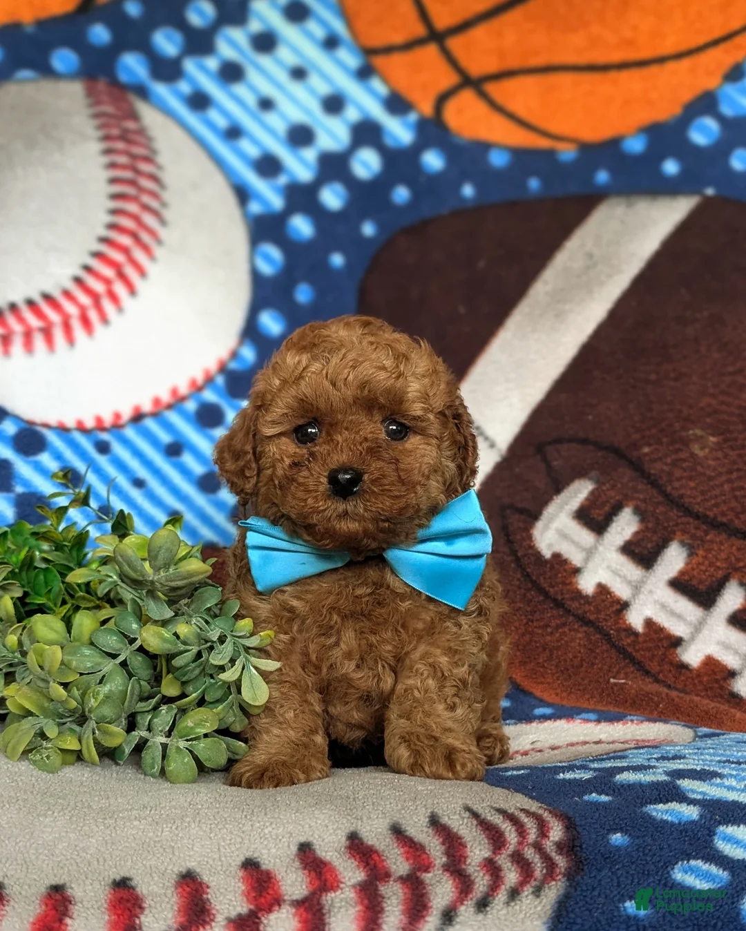 Toy Poodle dogs for sale: Lewis 9 lbs Full Grown - Ad 2