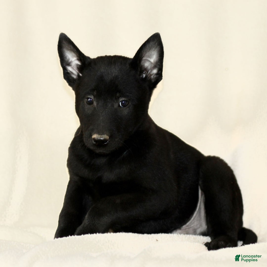 Belgian Malinois dogs for sale: Connor  - Ad 2