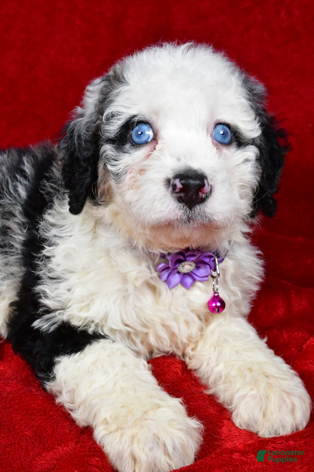 Mixed Breed dogs for sale: Candy - Ad 3