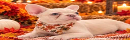 French Bulldog dogs for sale: 5 - Lilac Cream Female - Ad 2