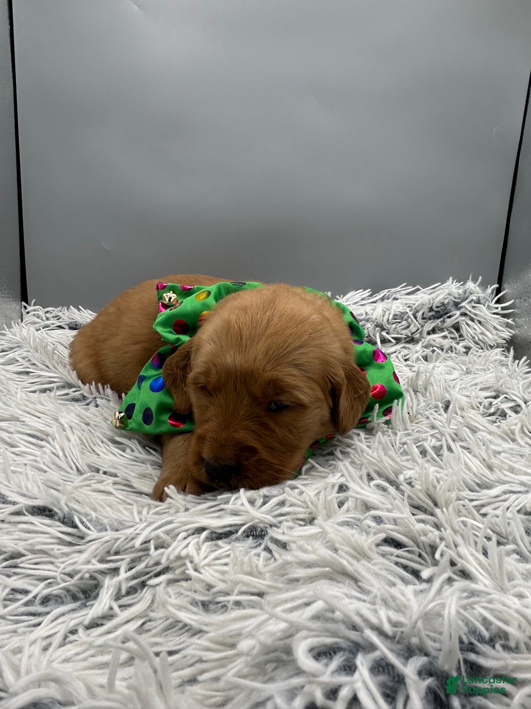 Golden Retriever dogs for sale: Golden Retriever Puppy - Stella - Ad 15