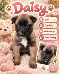 Belgian Malinois dogs for sale: Daisy - Ad 28
