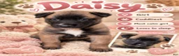 Belgian Malinois dogs for sale: Daisy - Ad 1