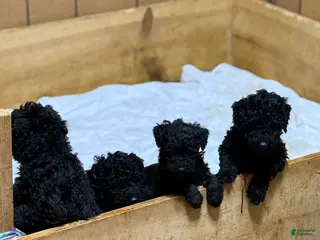 Standard Poodle dogs for sale: Brown Boy - Ad 4