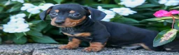 Miniature Dachshund dogs for sale:  Zack🐶 - Ad 5
