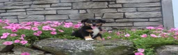 Australian Shepherd dogs for sale: Poppy  - Ad 5