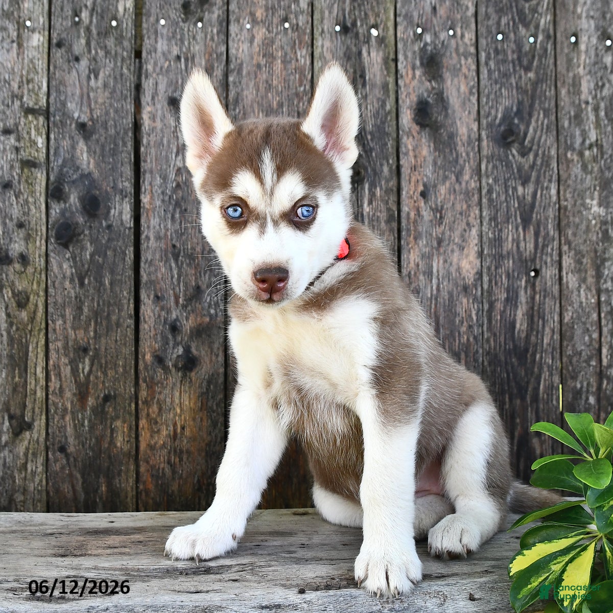 Siberian Husky dogs Cora  - Ad 2