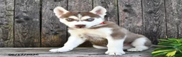 Siberian Husky dogs for sale: Cora  - Ad 2