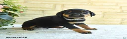 Rottweiler dogs for sale: Larenzo - Ad 2