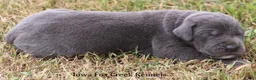 Great Dane dogs for sale: Smokey - Ad 4