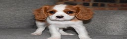 Cavalier King Charles Spaniel dogs for sale: Myles - Ad 5