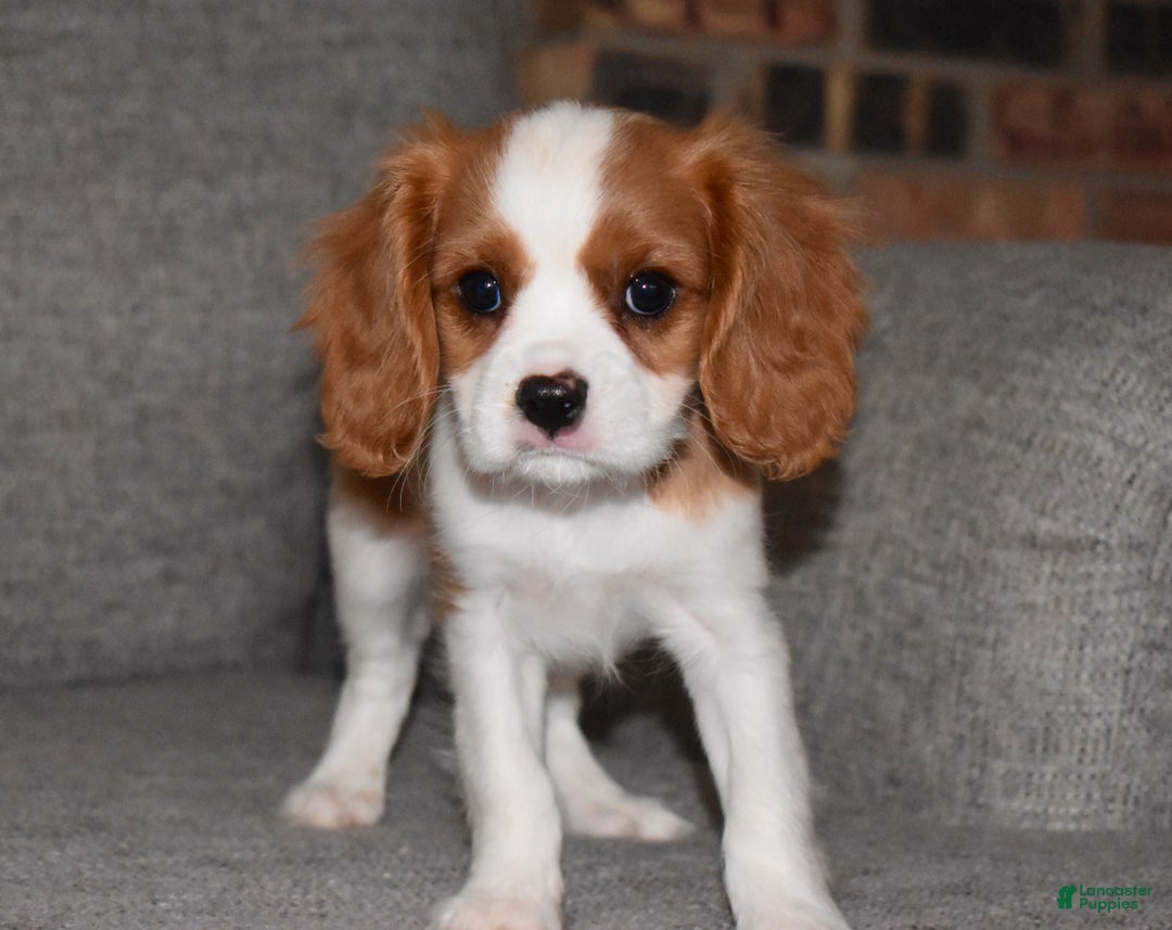 Cavalier King Charles Spaniel dogs for sale: Myles - Ad 5