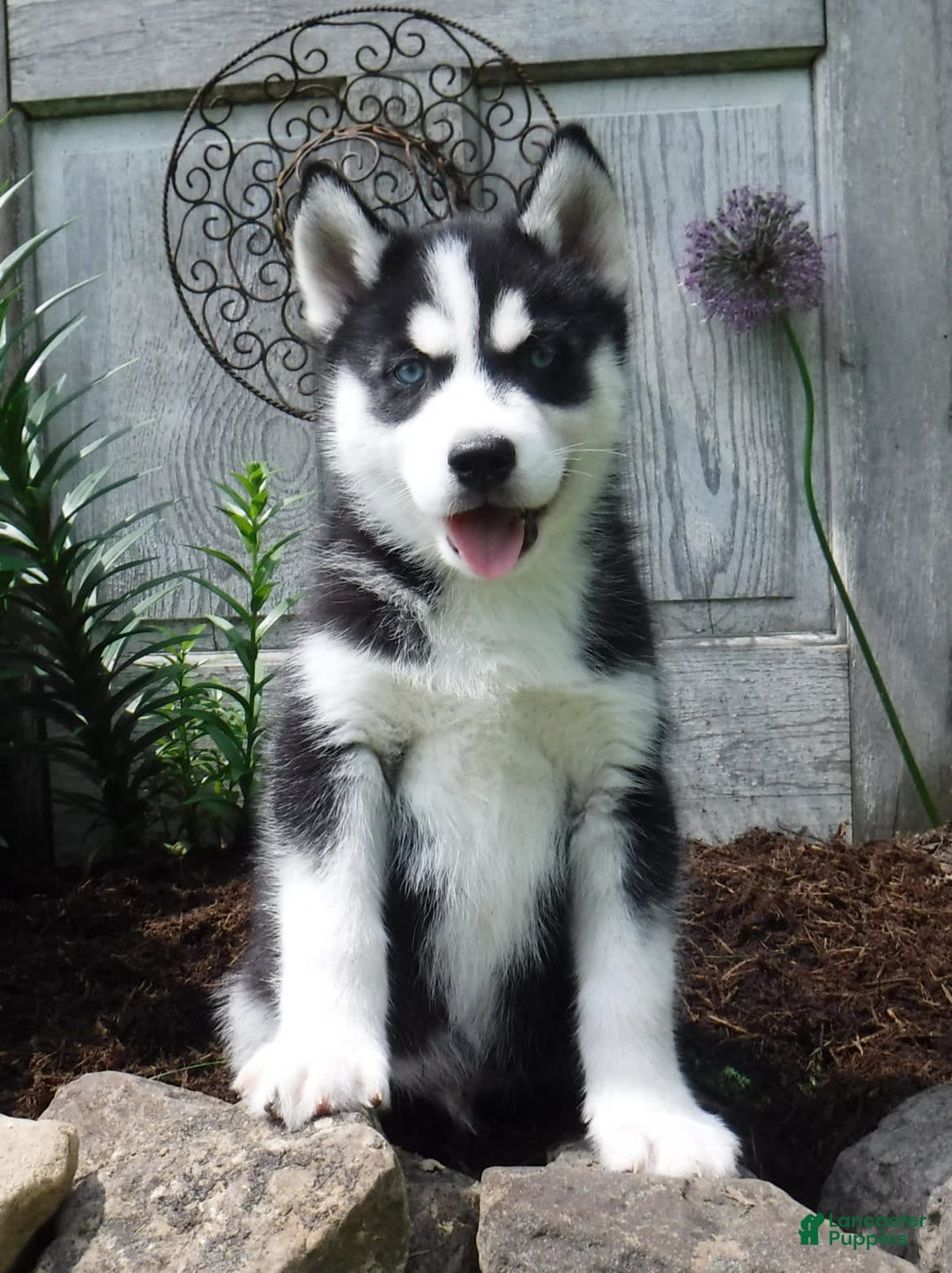 Gallery Image {{count}}