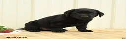 Labrador Retriever dogs for sale: Bubbles - Ad 2