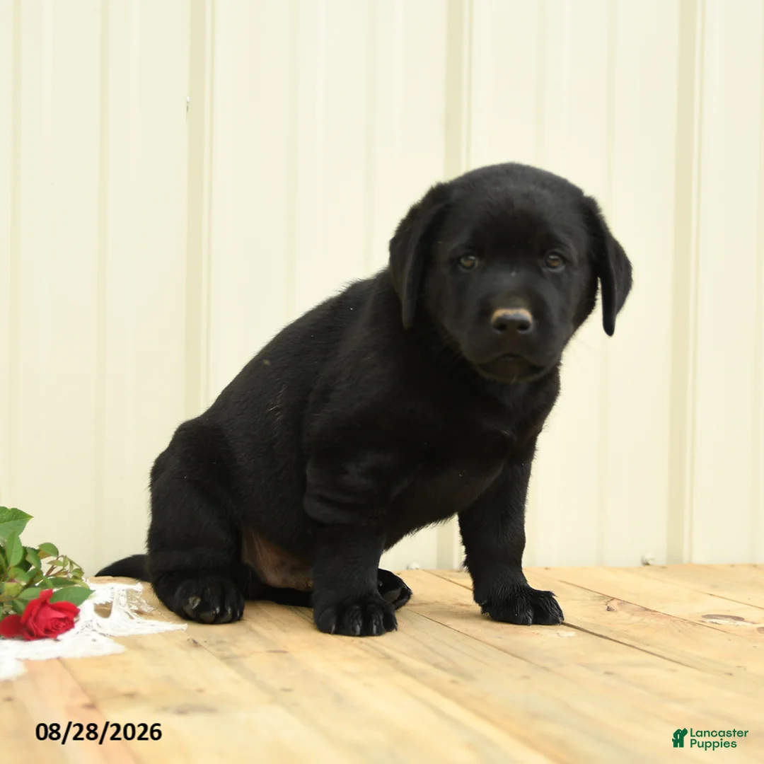 Labrador Retriever dogs for sale: Bubbles - Ad 2