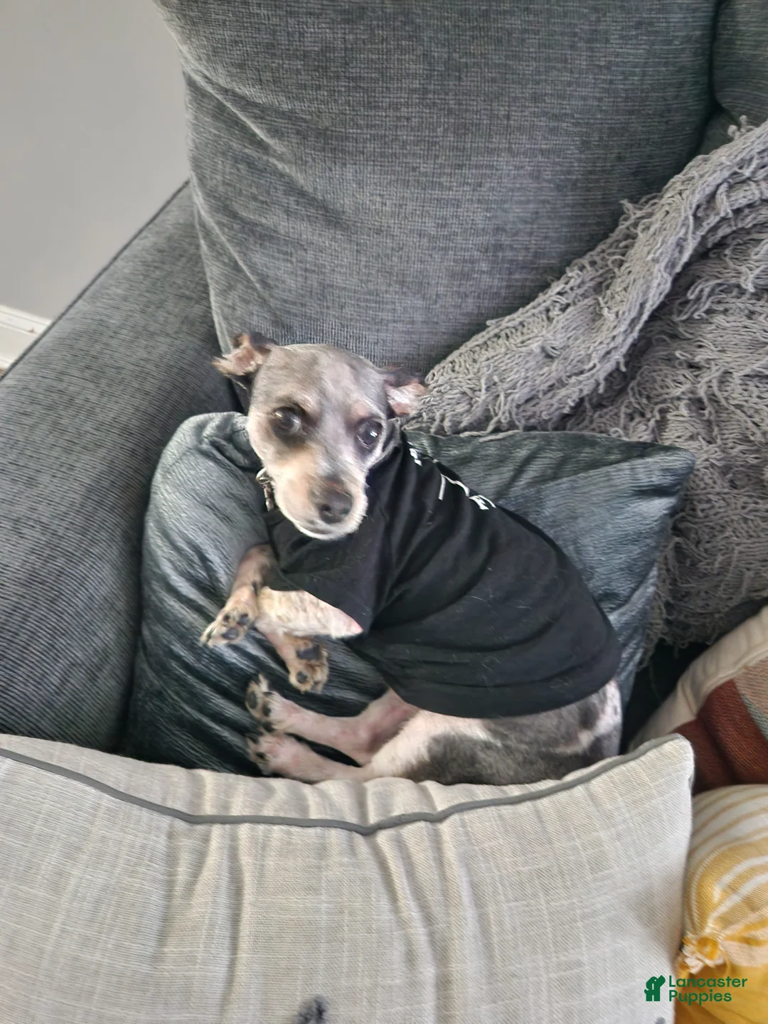 Shih Tzu dogs for sale: Shih Tzu Puppy 1 - Ad 3