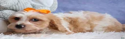 Cavachon dogs for sale: ROMEO - Ad 4