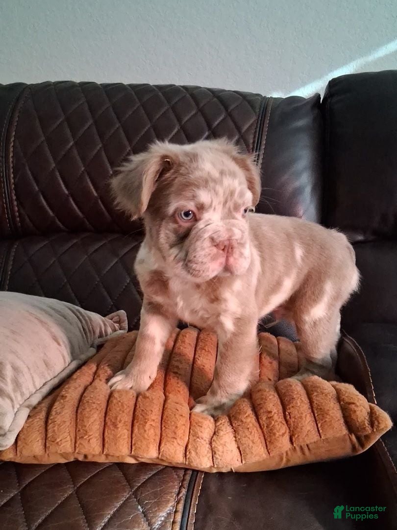 French Bulldog dogs Fluffy - Ad 18