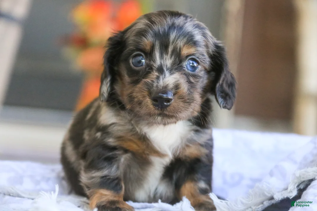 Miniature Dachshund dogs for sale: Dustin Miniature Dachshund  - Ad 2