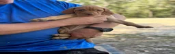 Vizsla dogs for sale: Teal - Ad 3
