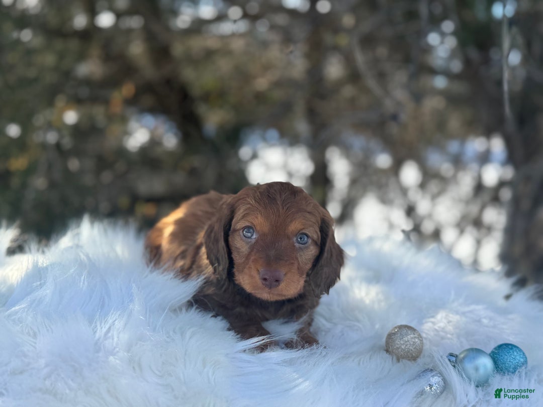 Miniature Dachshund dogs for sale: Mistletoe  - Ad 3
