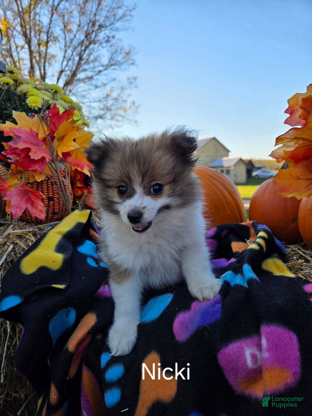 Pomeranian dogs for sale: Nicki - Ad 11