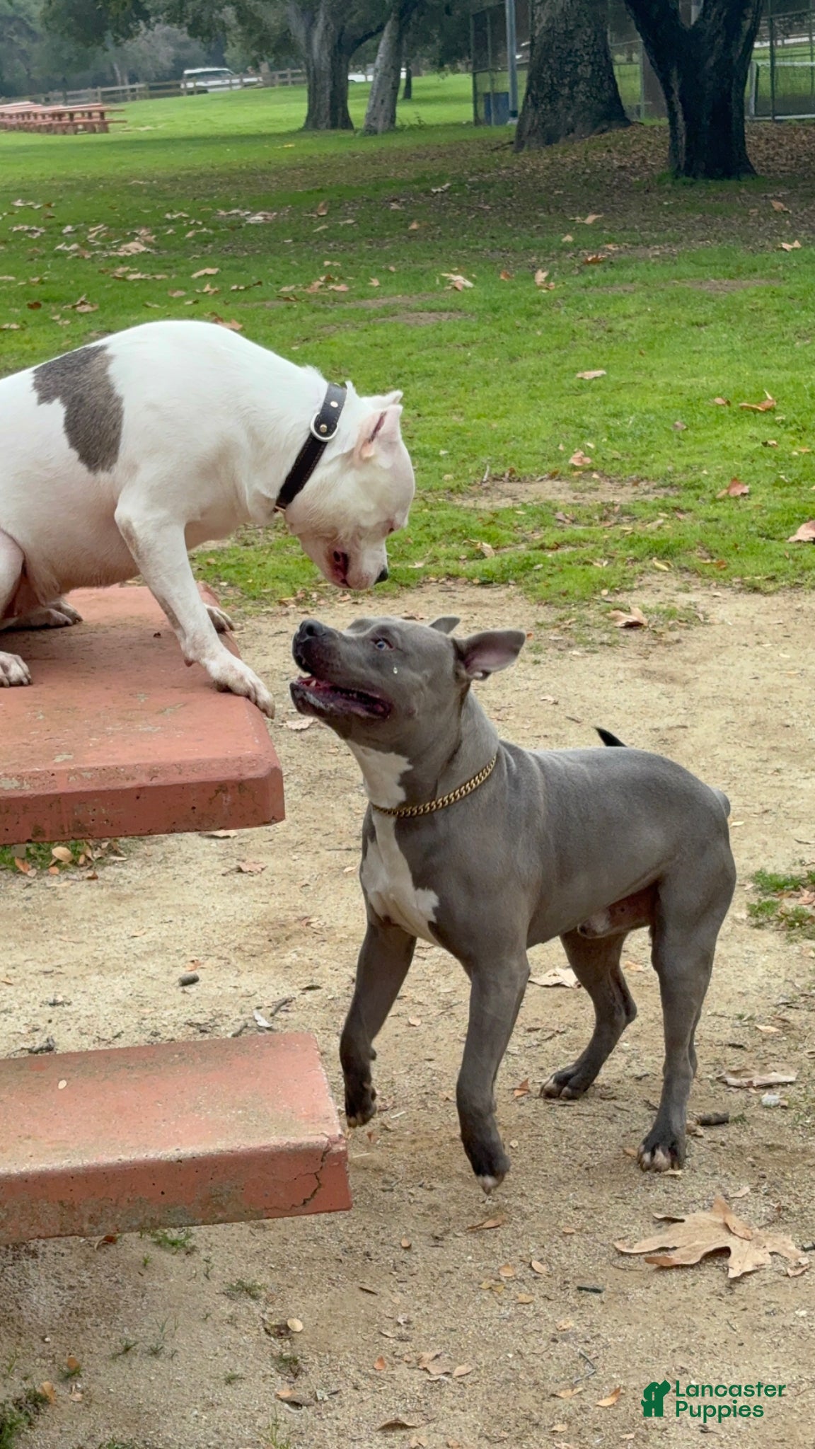 American Bully dogs American Bully Puppy 1 - Ad 2