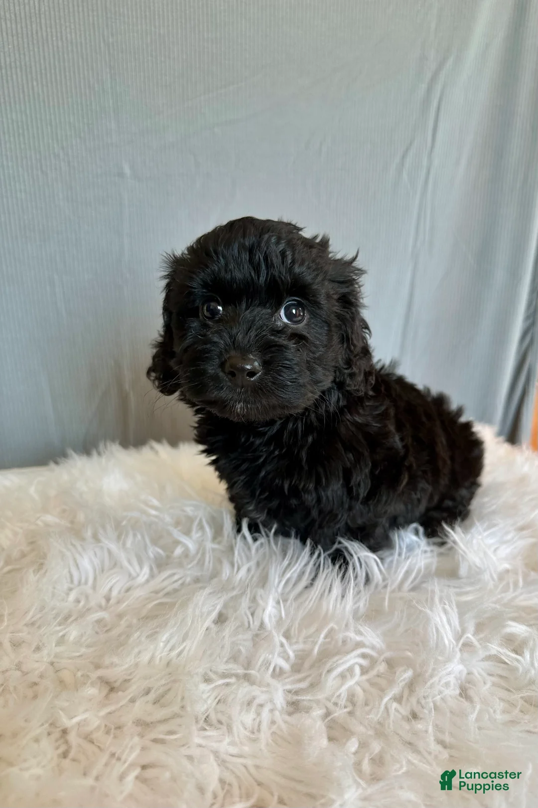 Doxiepoo dogs for sale: Teresa - Ad 2