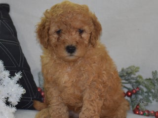 Mini Goldendoodle dogs Glaze - Ad 4