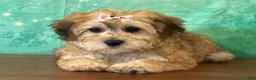 Yochon dogs for sale: Lucy - Ad 3