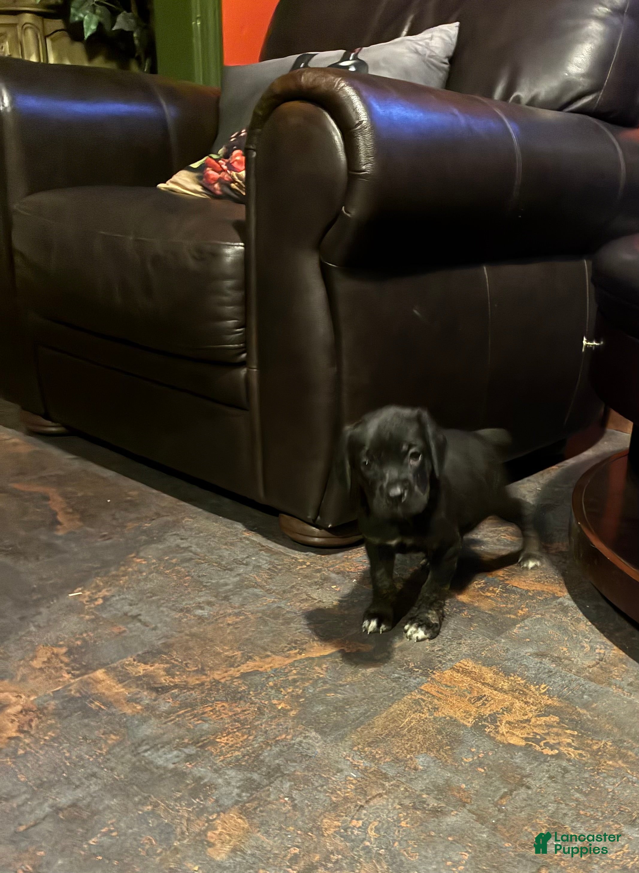 Cane Corso dogs Cane Corso 6 - Ad 4