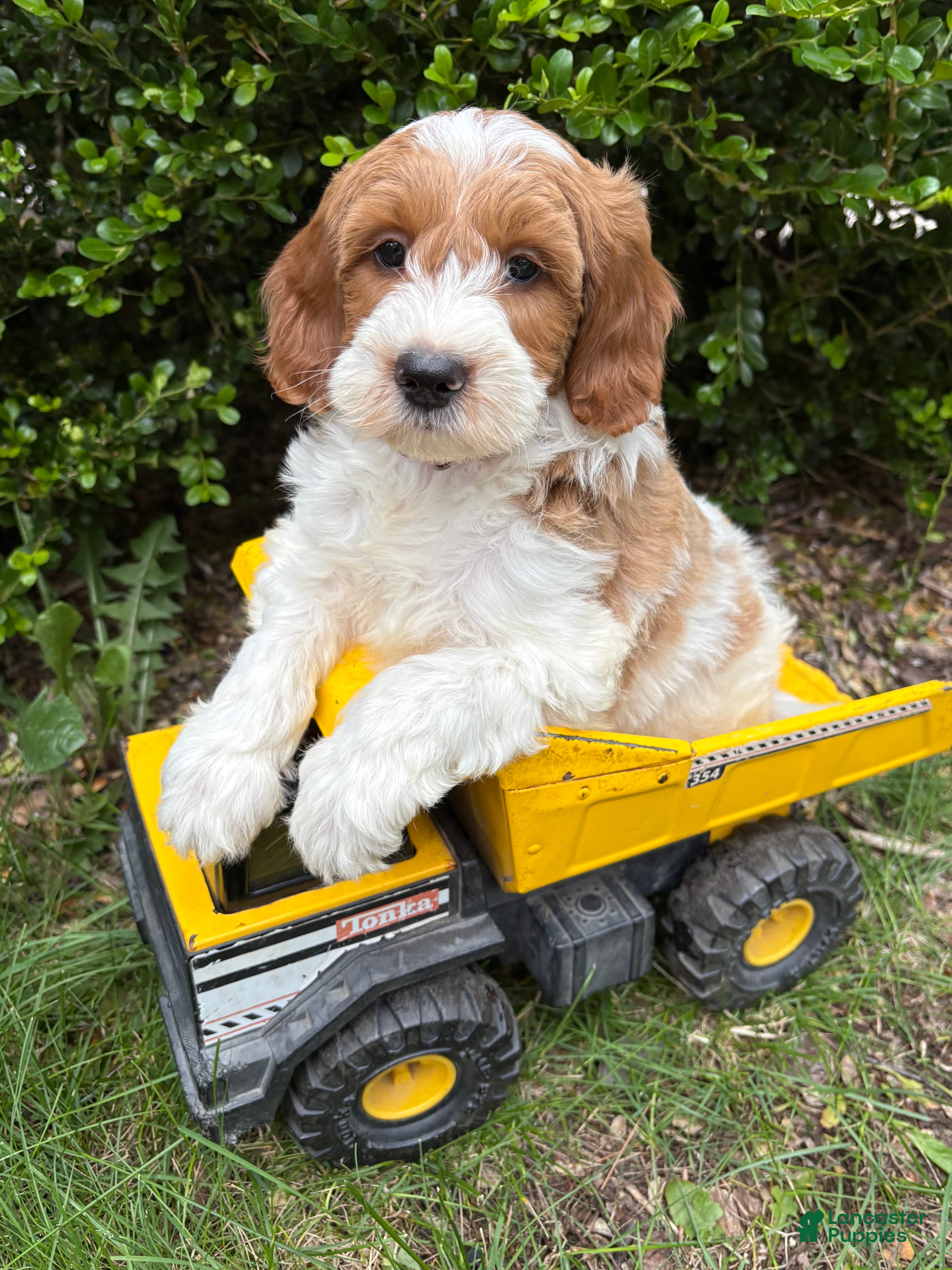 Goldendoodle dogs Anson - Ad 1