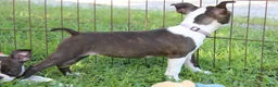 Boston Terrier dogs for sale: Lucy - Ad 10