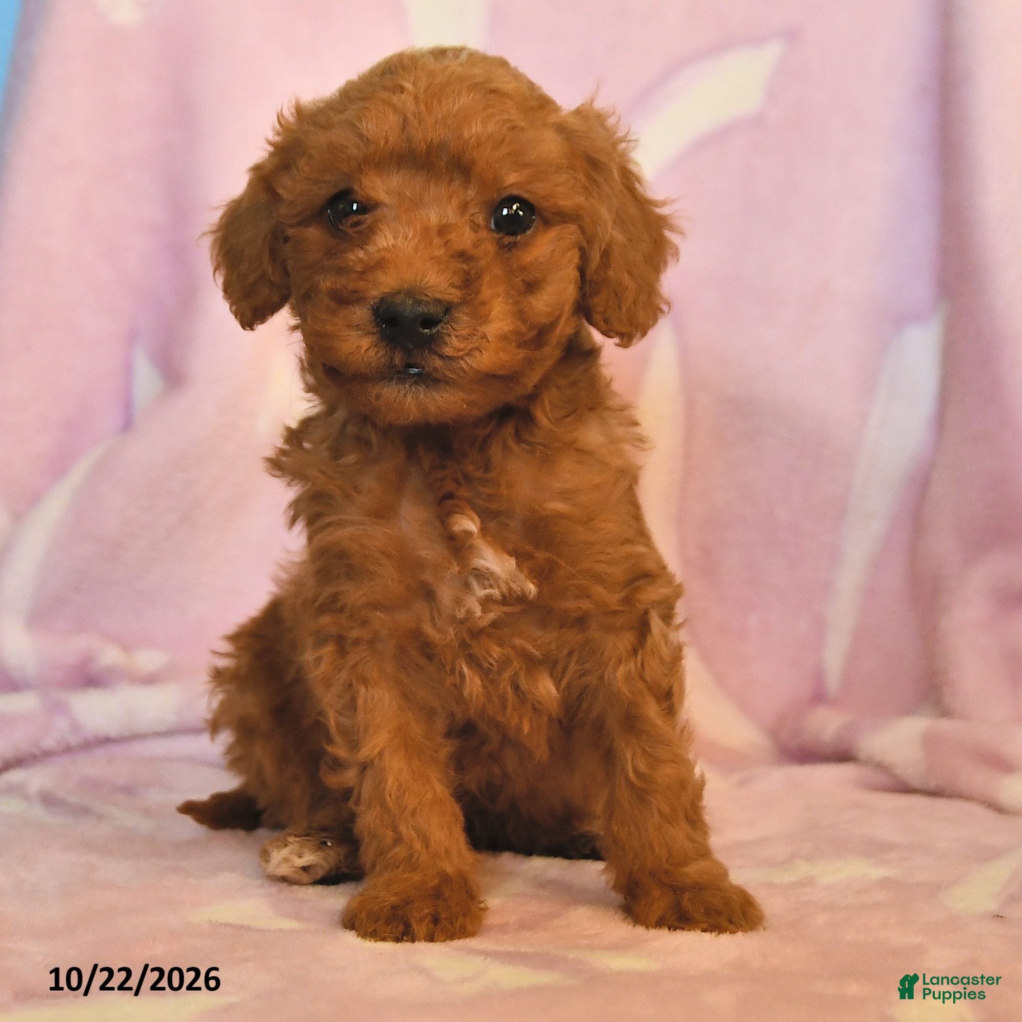 Mini Goldendoodle dogs for sale: Buddy - Ad 2