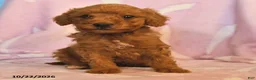 Mini Goldendoodle dogs for sale: Buddy - Ad 2