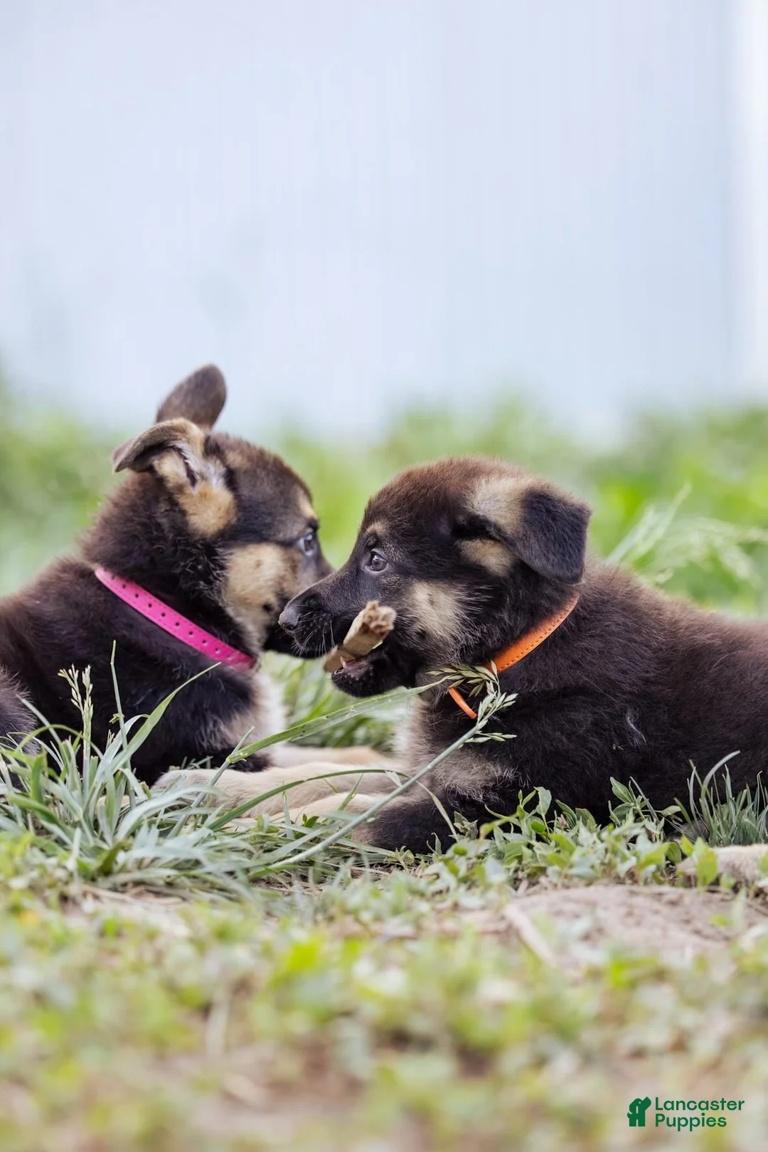 German Shepherd dogs for sale: Princess - Ad 30