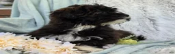 Shihpoo dogs for sale: Lenny - Ad 14