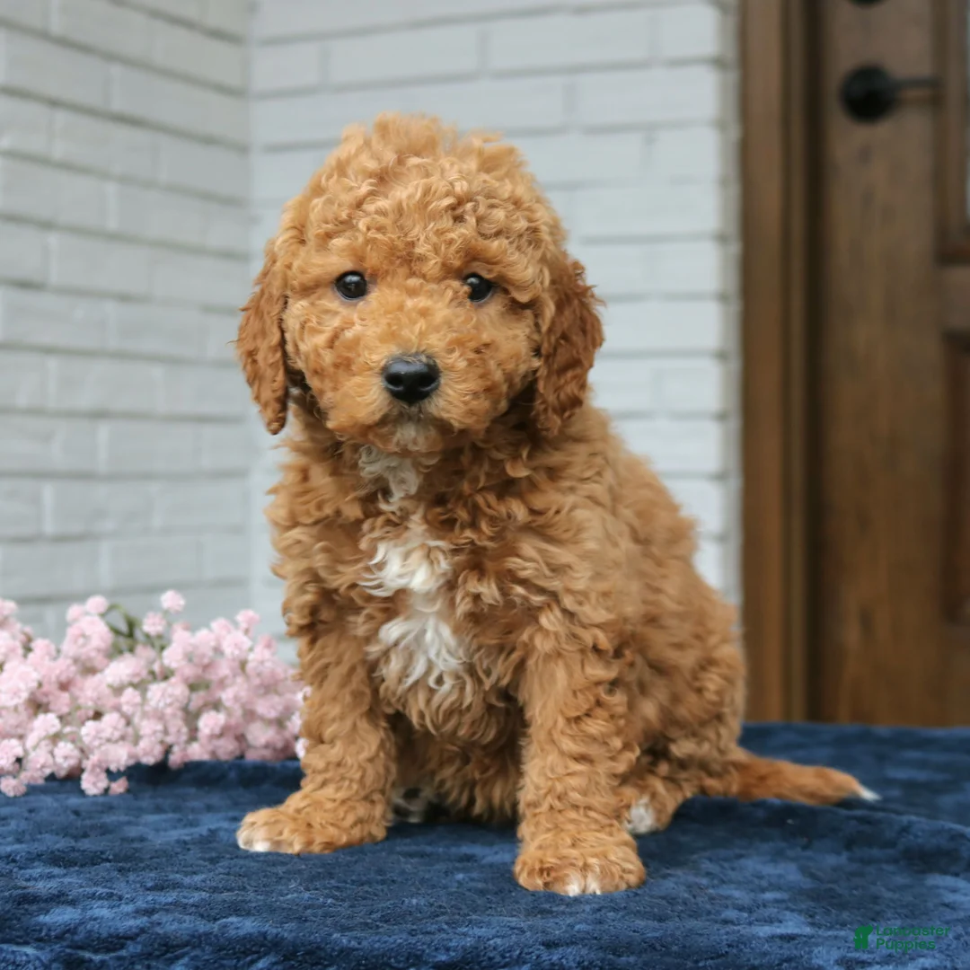 Mini Goldendoodle dogs for sale: Thea  - Ad 1